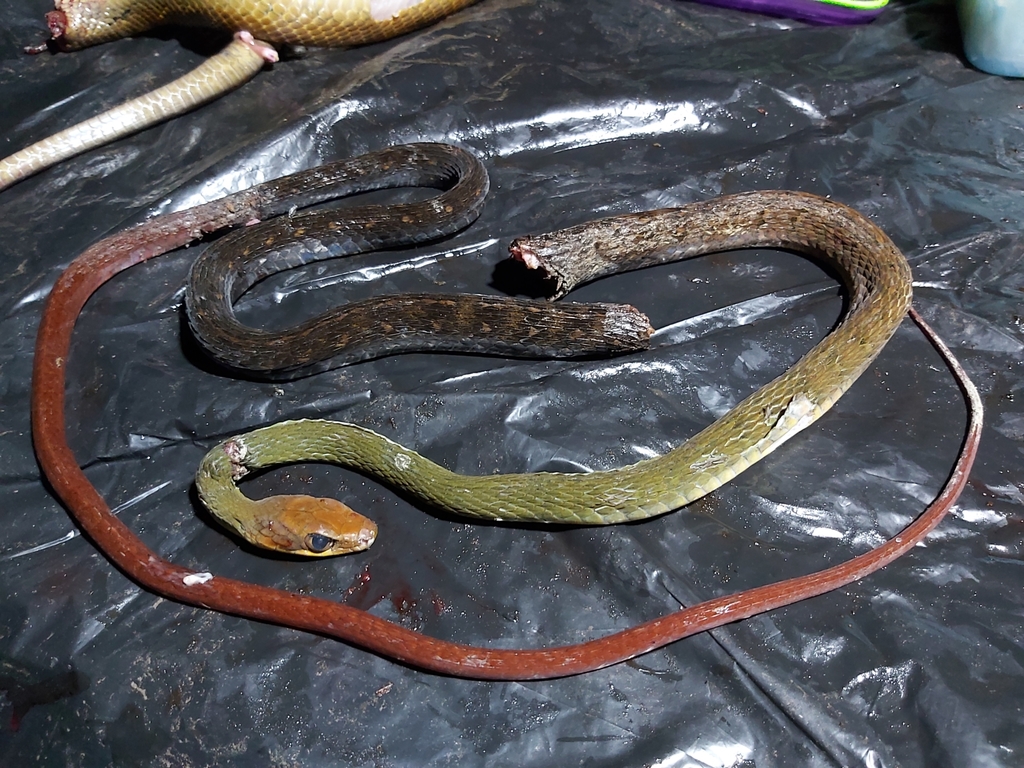 Red-headed Forest Racer from FWHG+3QH, San Pedro Sula, Honduras on ...