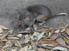 Southern California Pocket Gopher - Photo (c) IgMi VeMa, all rights reserved, uploaded by IgMi VeMa