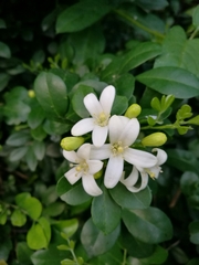 Orange Jasmine - Photo (c) Ailee Slater, all rights reserved, uploaded by Ailee Slater
