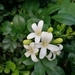 Orange Jasmine - Photo (c) Ailee Slater, all rights reserved, uploaded by Ailee Slater