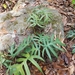 Philodendron cardosoi - Photo (c) adrianomaciel, kaikki oikeudet pidätetään, lähettänyt adrianomaciel