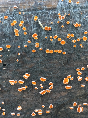 iNaturalist observation photo of Leotiomycetes