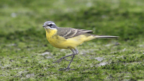 Eastern Yellow Wagtail
