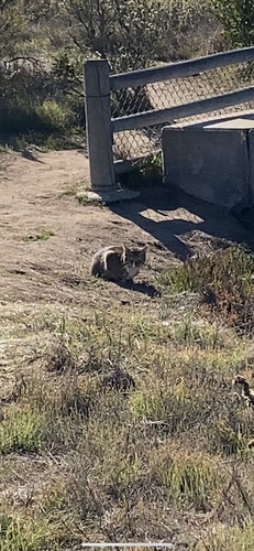 iNaturalist observation photo of Domestic Cat