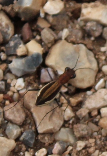 Dromica furcata · iNaturalist