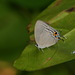 Pale Blue Royal - Photo (c) Stijn De Win, all rights reserved, uploaded by Stijn De Win