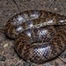 De Vis' Banded Snake - Photo (c) Tyler Monachino, all rights reserved, uploaded by Tyler Monachino