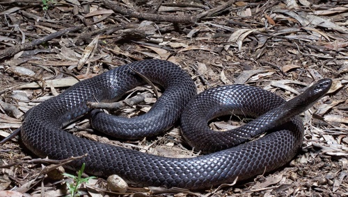 Blue-bellied Black Snake sighting