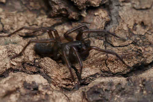 Pireneitega luctuosa