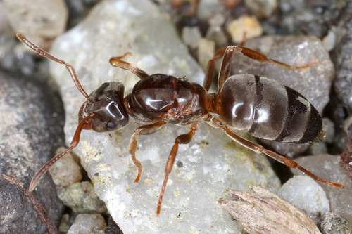 Lasius mixtus · iNaturalist