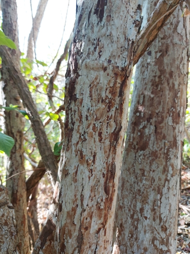 Calycophyllum candidissimum - Leaves