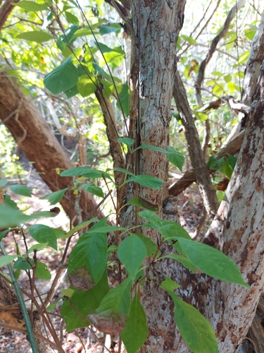 Calycophyllum candidissimum - Whole tree