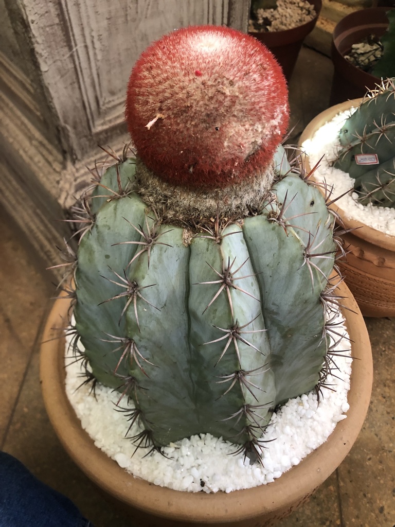 Turk's Cap Cactus (Melocactus azureus) · iNaturalist