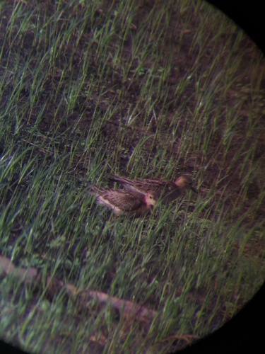 Buff-breasted Sandpiper