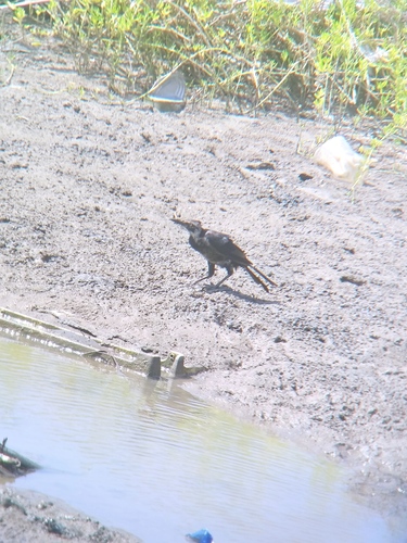 Great-tailed Grackle