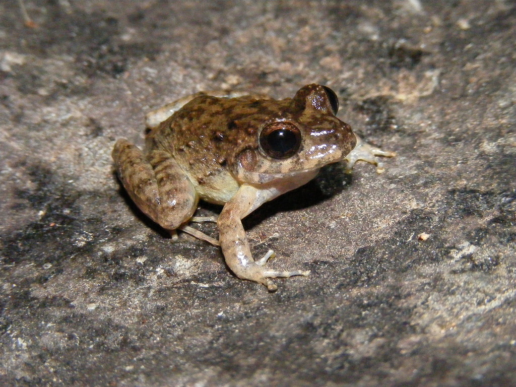 Lowland Rain Frog (Craugastor ranoides)