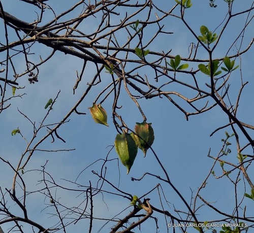 Jacaratia mexicana