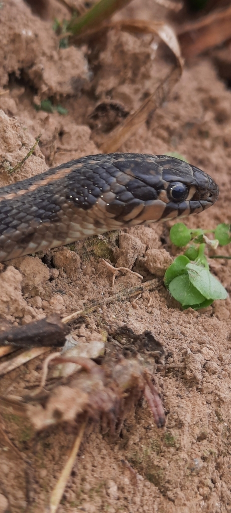 Short-tail Alpine Garter Snake from 37937 Gto., México on July 29, 2021 ...