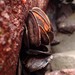 扁平鉗蛤 - Photo 由 Cynthia Yau 所上傳的 (c) Cynthia Yau，保留所有權利