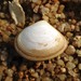 Striated Little Trough Shell - Photo (c) Cynthia Yau, all rights reserved, uploaded by Cynthia Yau