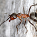 Hairy Wood Ant - Photo (c) gernotkunz, all rights reserved, uploaded by gernotkunz