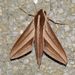 Suffused Hunter Hawkmoth - Photo (c) Roger C. Kendrick, all rights reserved, uploaded by Roger C. Kendrick