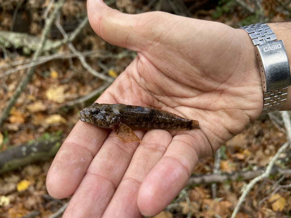 Freshwater Sculpins from Reed Lake, Portland, OR, US on November 21 ...