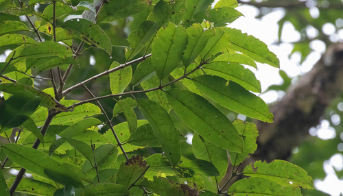 Vochysia allenii