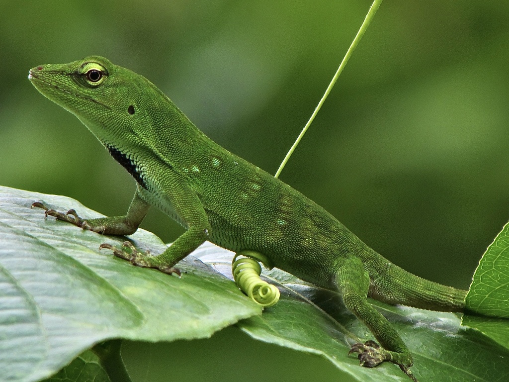 South American Giant Green Anole (Anolis parvauritus) · iNaturalist