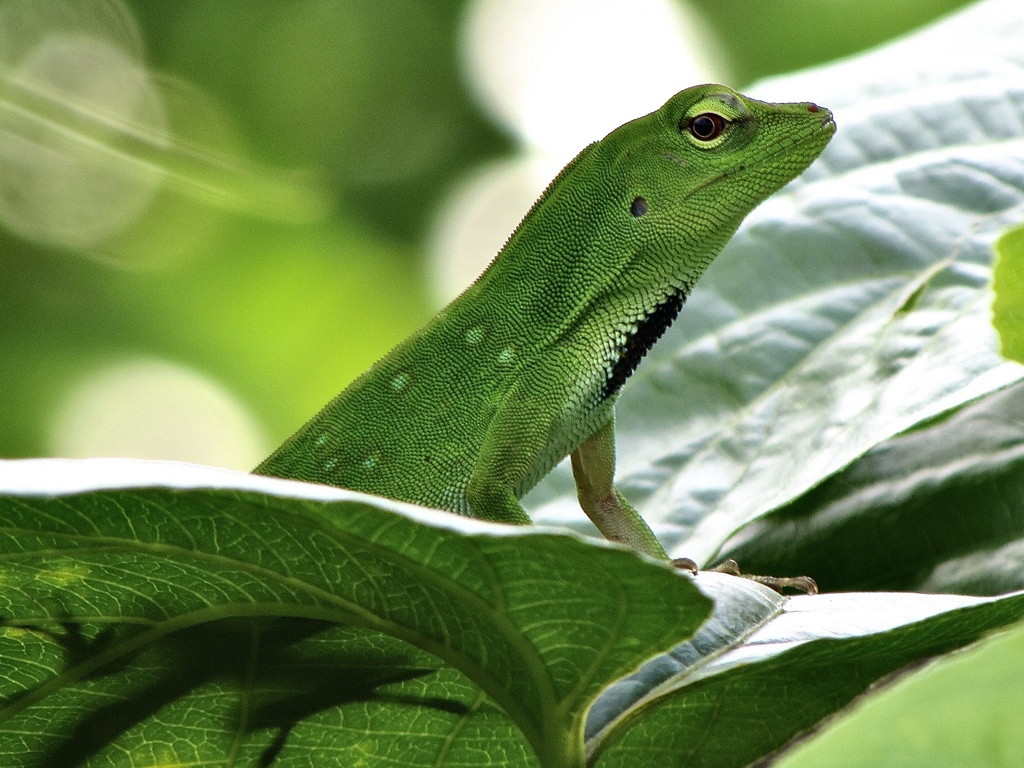 South American Giant Green Anole (Anolis parvauritus) · iNaturalist