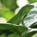 South American Giant Green Anole - Photo (c) Juan Forero, all rights reserved, uploaded by Juan Forero