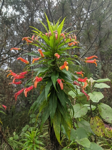 Sierra Madre lobelia