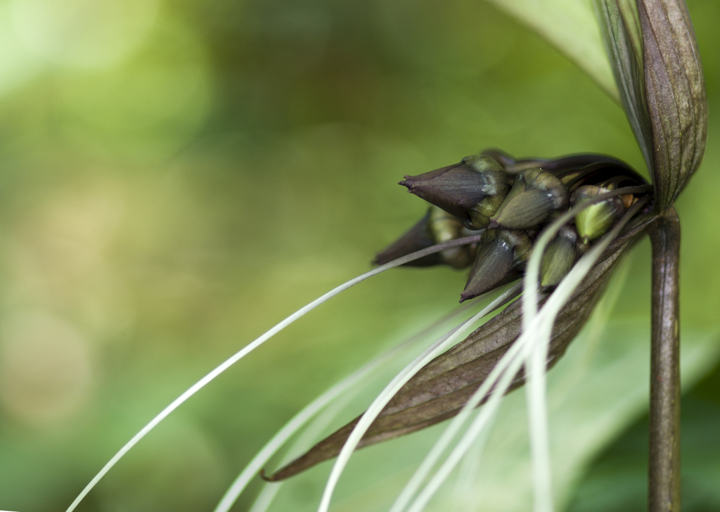 Flor Murciélago Negra (Tacca chantrieri) · iNaturalist Ecuador