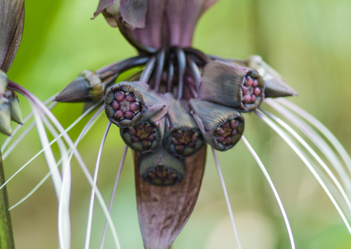 Flor Murciélago Negra (Tacca chantrieri) · iNaturalist Ecuador