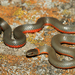 Monterey Ringneck Snake - Photo (c) Alice Abela, all rights reserved