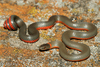 Monterey Ringneck Snake - Photo (c) Alice Abela, all rights reserved