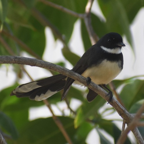 Malaysian Pied-Fantail