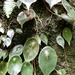 Begonia concinna - Photo 由 Ariane 所上傳的 (c) Ariane，保留所有權利