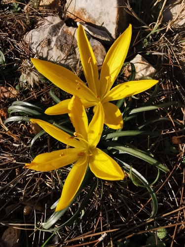 Sternbergia