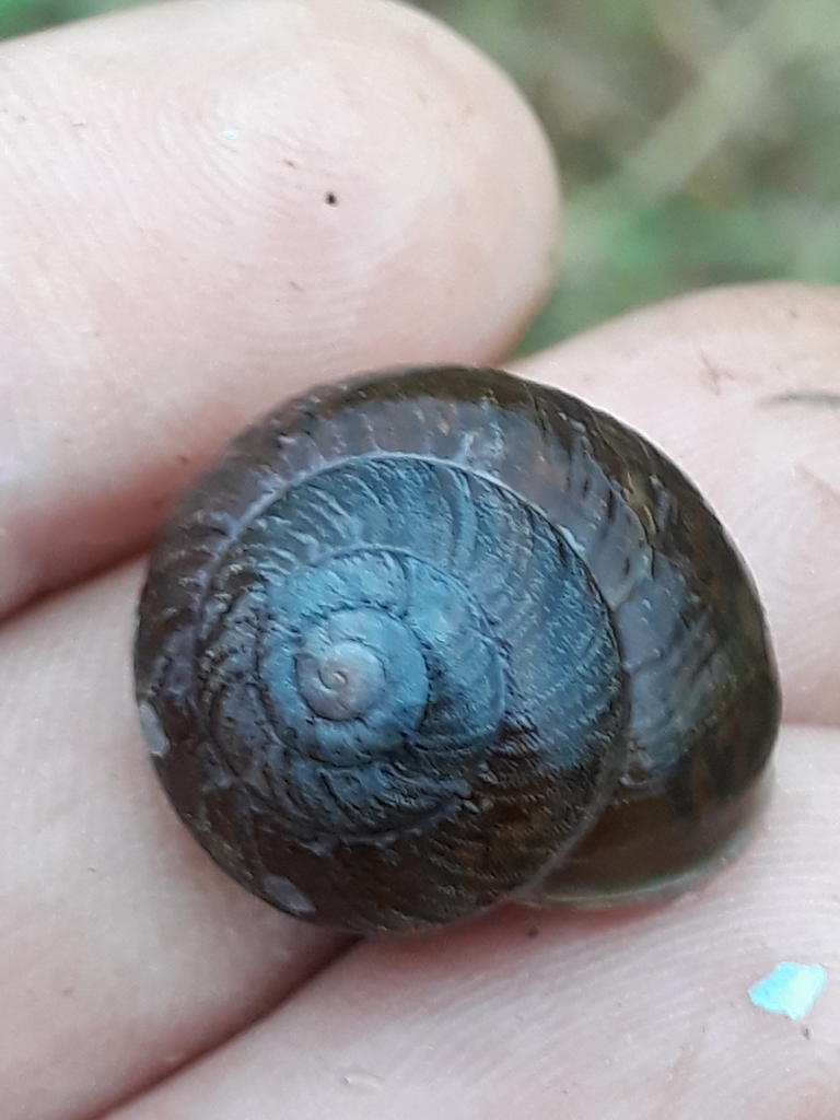 Cumberland plain land snail in November 2021 by Corrine Edwards ...