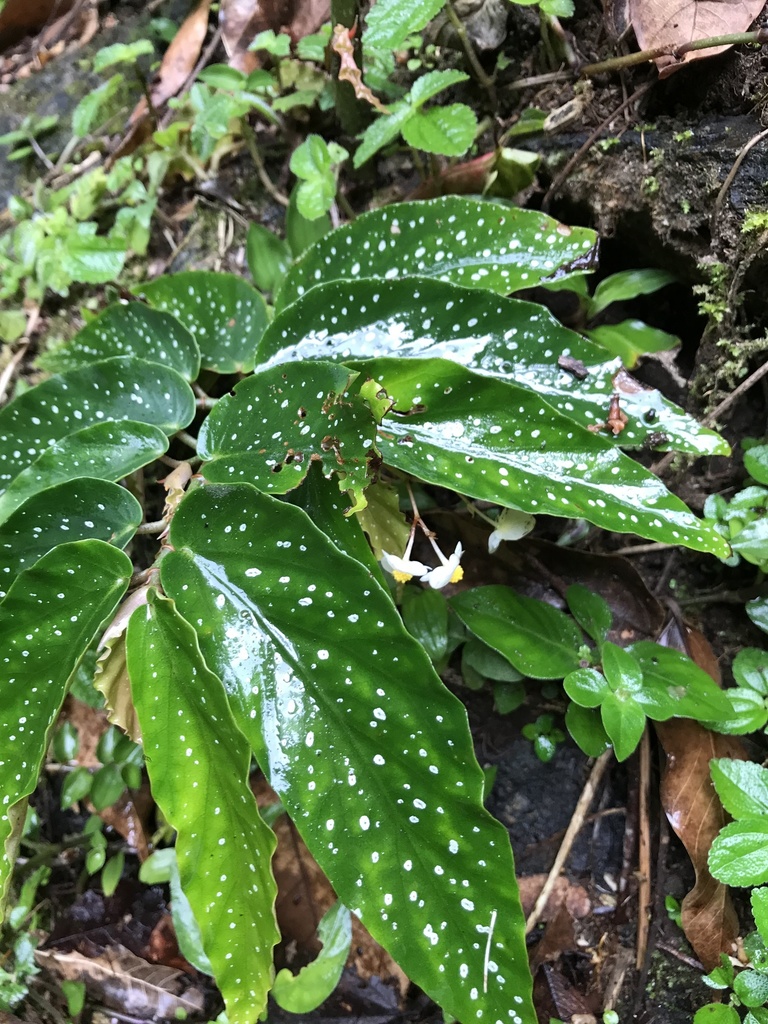 Begonia maculata · NaturaLista Colombia