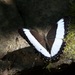 Zethera pimplea - Photo 由 Mark Jason Villa 所上傳的 (c) Mark Jason Villa，保留所有權利