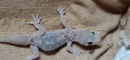 West African House Gecko