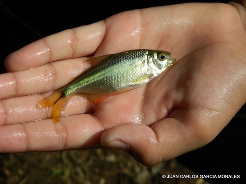 Banded Tetra