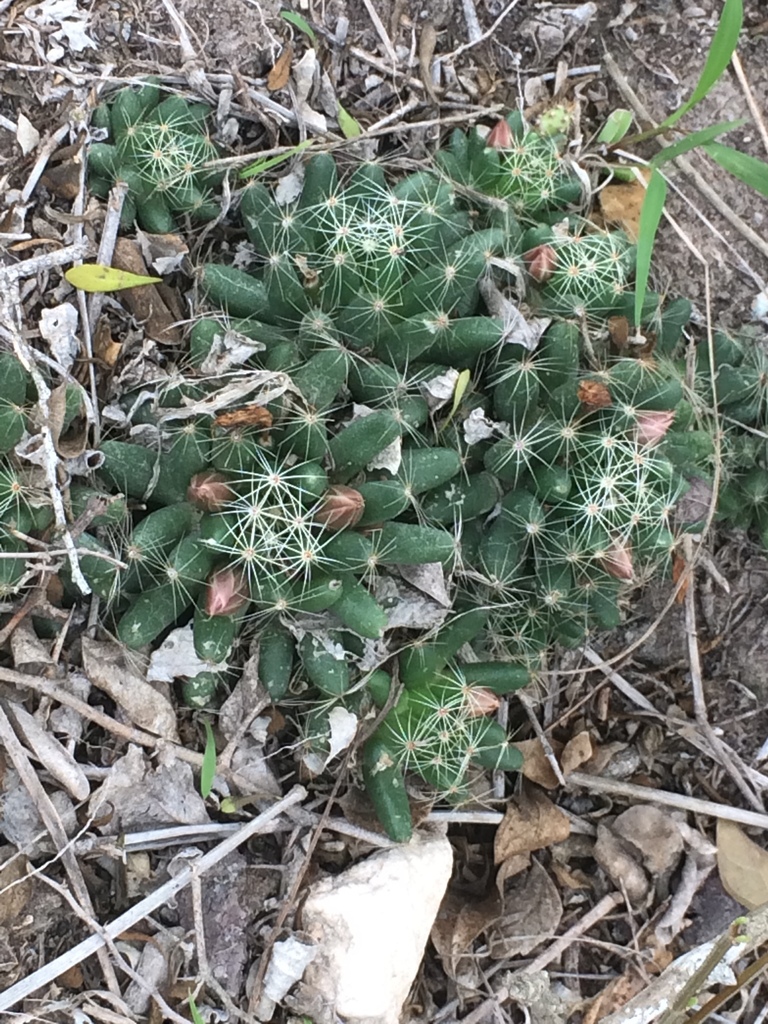 Longmamma Nipple Cactus (Mammillaria sphaerica)  iNaturalist
