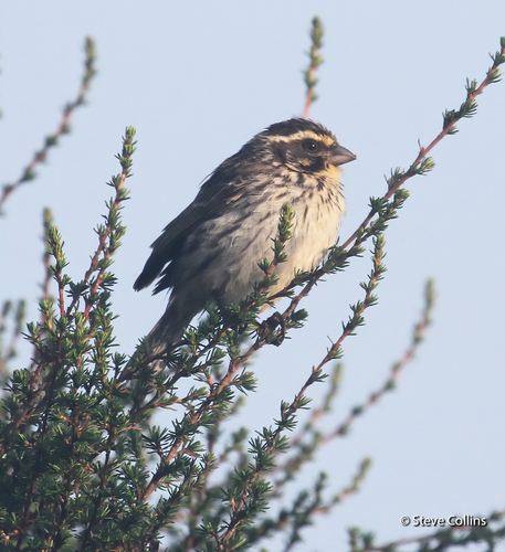 Streaky Seedeater