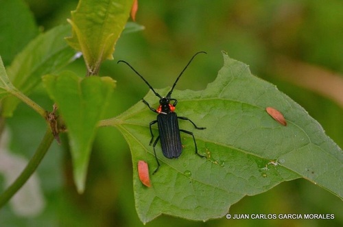 Pleuromenus baccifer