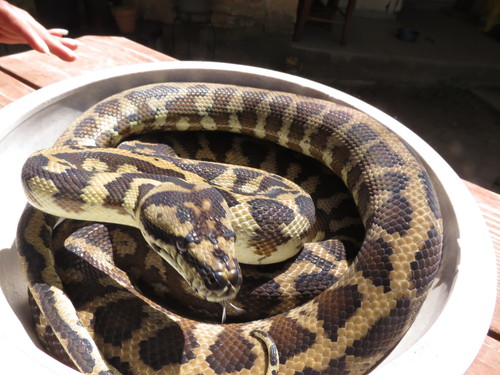 Carpet Python