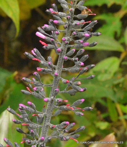 Aechmea lueddemanniana · iNaturalist