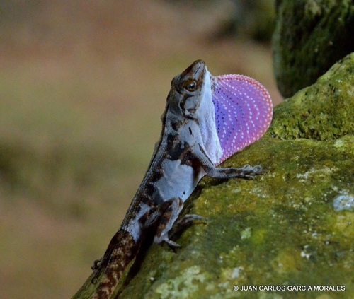 Malposo Scaly Anole